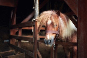 Head portrait of a beautiful and cute pony behind the wooden fence