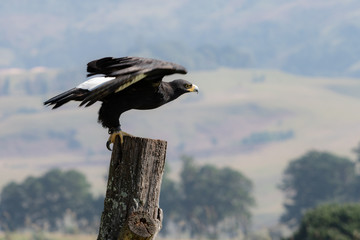 A Verreaux's or Black Eagle spreading its wings fly.