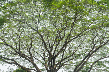 tree at nature forest background