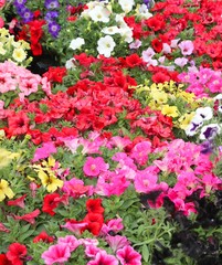 background of many flowers called petunias