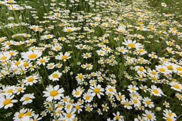 field of daisies . meadow with daisy