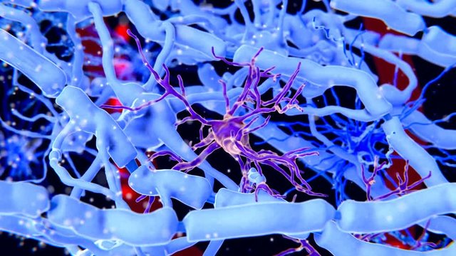 Microglia cells scavenging the white matter of the brain for infectious agents, plaques or damaged neurons. They are involved in autoimmune diseases like multiple sclerosis and Alzheimer's disease.