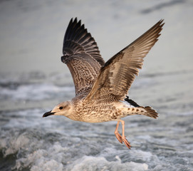 seagull with gray flies with spread wings