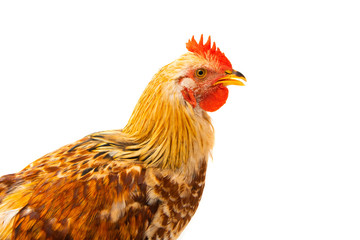 young chicken isolated