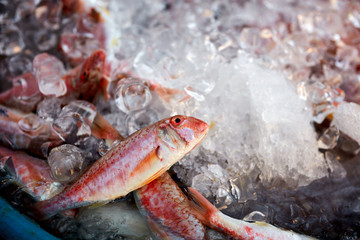 Fototapeta na wymiar red mullet fish on ice in a basin