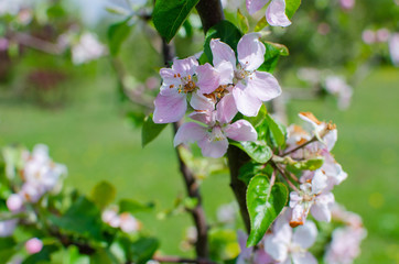 Blooming apple tree