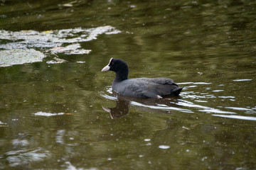 Coot in canal