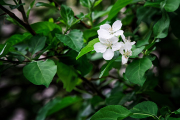 Delightful white flowers blooming apple. Spring vegetation. Nature and its charm