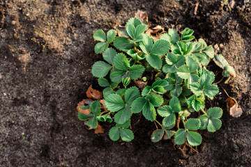 Young strawberry growing in spring garden