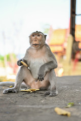 Fototapeta premium Portrait of a funny hungry macaque with a mouthful of mango. Cute monkeys lives in WAT KHAO TA KHRAO, Phetchaburi, Thailand.