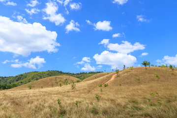 Fototapeta na wymiar Golden grass at bald hill mountain, scenic park in Ranong, Thailand