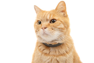 ginger cat isolated