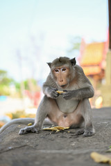 Portrait of a funny hungry macaque with a mouthful of mango. Cute monkeys lives in WAT KHAO TA KHRAO, Phetchaburi, Thailand.