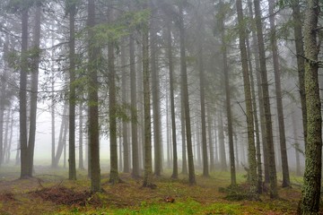 fog in the fir forest