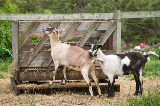Alpine goats eating hay from feeder