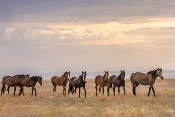 Wild horse walking in grassy field during sunset