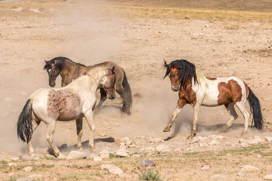Wild stallions fighting in field