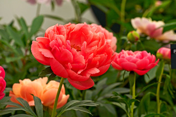 Herbaceous Peonies 'Coral Charm' in a flower border