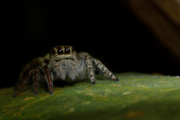 spider on tree leaf background, macro spider on leaf, animal in wild