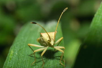 the beetle in nature, macro insect in wild, animal in wild