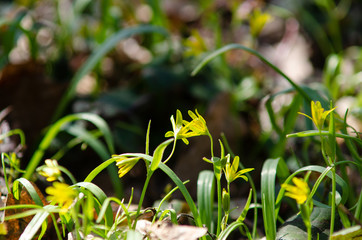 Two yellow flowers next to the grass