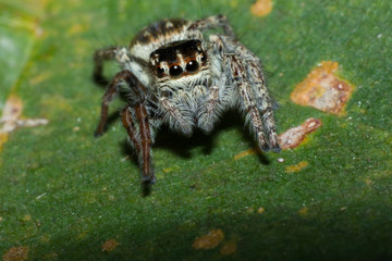 spider on tree leaf background, macro spider on leaf, animal in wild