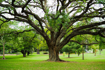 Fototapeta na wymiar Weird looking branches of big tree in Brisbane City Botanic Garden. Sharpening at its trunk. 