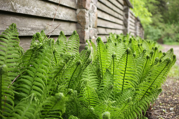 A young fern grows under a fence along a road.