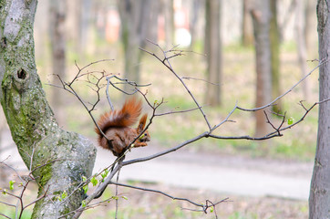 Squirrel gnaws a nut while sitting on a tree branch