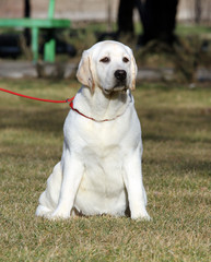 a yellow labrador in the park