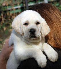 little labrador puppy in hands