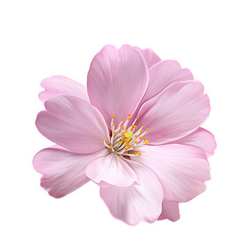 Colorful flower on white background,It's perfect for greeting cards,wedding invitation, wedding design