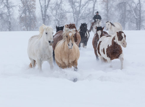 Group of horses running through snow during winter