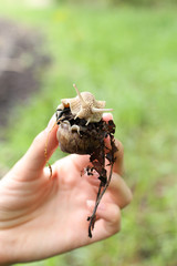 The girl holds in her hands an ordinary snail in the forest.