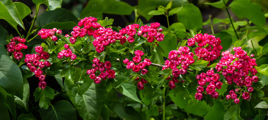 Red hawthorn blossom