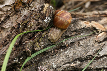 The snail slowly moves along the surface of the bark of alder.