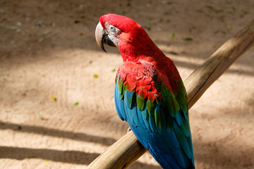 Colourful macaw parrot on a perch