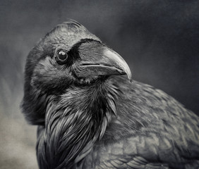 Raven in B&W