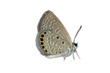 butterfly in nature and blur nature abstract background, the abstract blur background