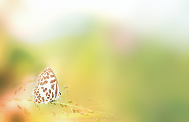 butterfly in nature and blur nature abstract background, the abstract blur background