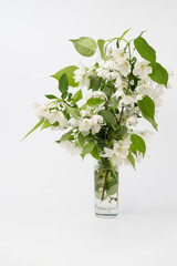 Branches of flowering Jasmine in a glass on a white background