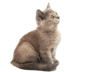 gray kitten isolated