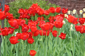 blooming red tulips in the garden