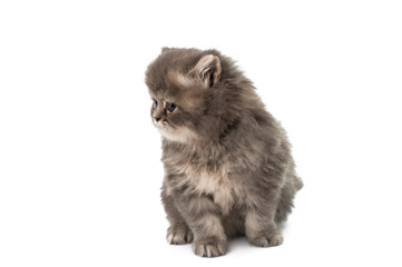 gray kitten isolated