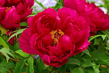 Tree Peony 'Cardinal Vaughan' close up in a flower border