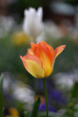 Tulpe im Blumenbeet