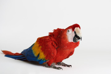Fototapeta premium Red parrot sit on white studio background