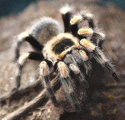 giant spider photographed closely in the Amazon rainforest