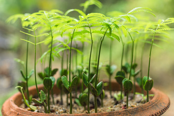 The young bitter bean plants is in a flower pot for agriculture concept