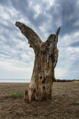 Lonely dead tree on the beach